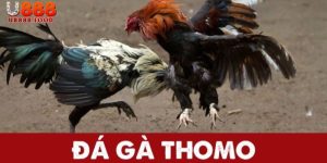 Giới thiệu về đá gà thomo tại nhà cược U888