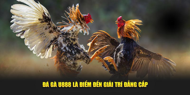 Đá gà U888 là điểm đến giải trí đẳng cấp